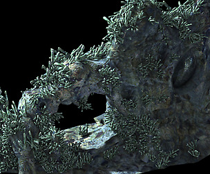 Topography-sea floor-coral-mountain