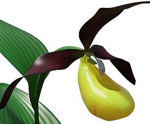 Lady's-slipper orchid