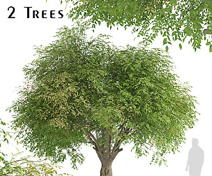 Set of Fraxinus griffithii Trees (evergreen ash)