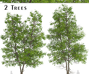 Set of Tilia Platyphyllos Trees (Large LeavedLime)