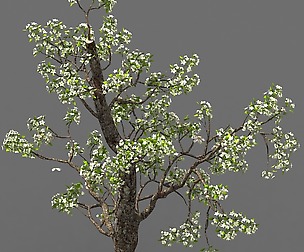 Baifenglin-wood-pear 03