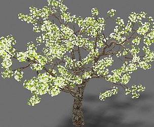 Baifenglin-wood-pear 04