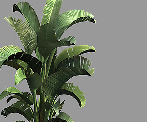 Hundred Forests-Plants-Banana Tree 01
