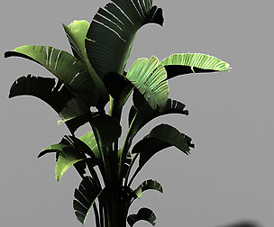 Hundred Forests-Plants-Banana Tree 23