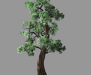 Hundred Forests-Plants-Cypress