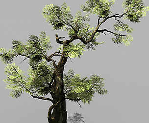 Hundred Forests-Plants-Cypress 235