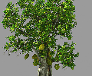 Hundred Forests-Plants-Jackfruit 21