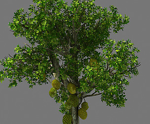Hundred Forests-Plants-Jackfruit 25