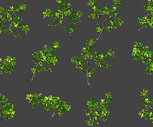 Hundred Forests-Plants-Jackfruit 26