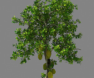 Hundred Forests-Plants-Jackfruit 27