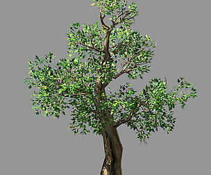Hundred Forests-Plants-Acacia 01
