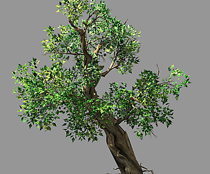 Hundred Forests-Plants-Acacia 02