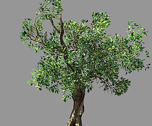 Hundred Forests-Plants-Acacia 03