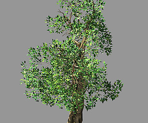Hundred Forests-Plants-Acacia 04