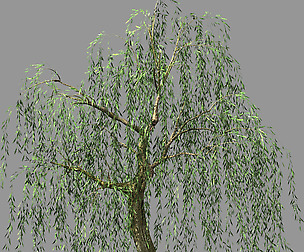 Hundred Forests-Plants-Willow 01
