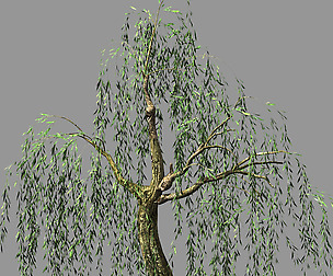 Hundred Forests-Plants-Willow 02