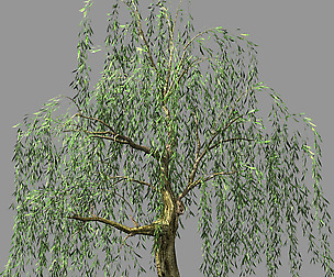 Hundred Forests-Plants-Willow 03