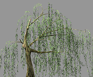 Hundred Forests-Plants-Willow 04