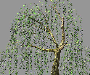 Hundred Forests-Plants-Willow 05