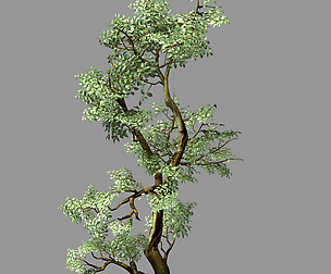 Hundred Forests-Plants-Banyan 01