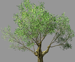 Hundred Forests-Plants-Sui Di Tree 01