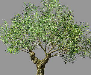 Hundred Forests-Plants-Sui Di Tree 02