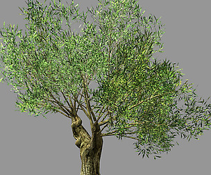 Hundred Forests-Plants-Sui Di Tree 03