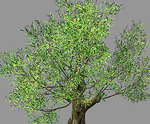 Hundred Forests-Plants-Sui Di Tree 04