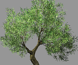 Hundred Forests-Plants-Sui Di Tree 05