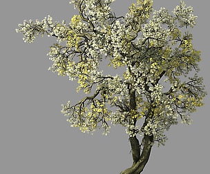 Hundred Forests-Plants-Apricot Tree 04