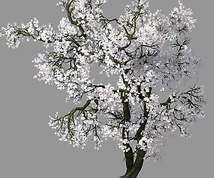 Hundred Forests-Plants-Apricot Tree 05