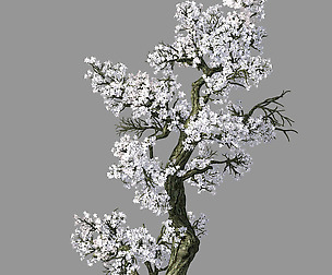 Hundred Forests-Plants-Apricot Tree 06