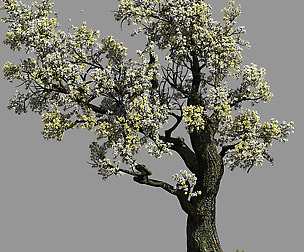 Hundred Forests-Plants-Elm 01