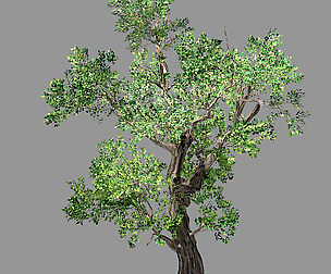 Hundred Forests-Plants-Elm 02