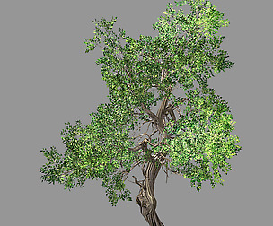 Hundred Forests-Plants-Elm 03
