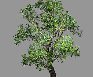 Hundred Forests-Plants-Elm 04