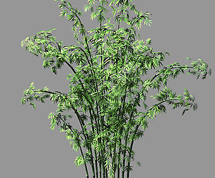 Hundred Forests-Plants-Bamboo 01