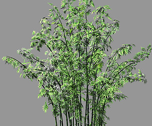 Hundred Forests-Plants-Bamboo 02