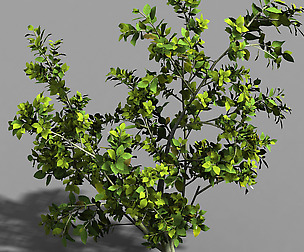 Camellia Tree 064
