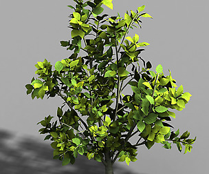 Camellia Tree 075