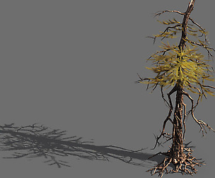branches-different scales-large fruit-spruce 01