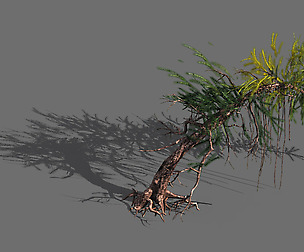 branches-different scales-large fruit-spruce 02