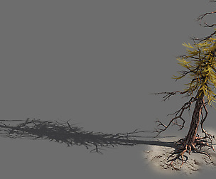 branches-different scales-large fruit-spruce 03