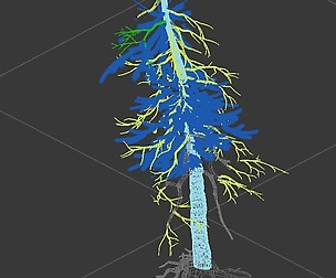 branches-different scales-large fruit-spruce 04