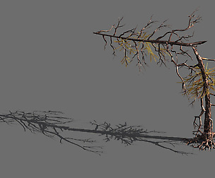 branches-different scales-large fruit-spruce 05