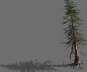 branches-different scales-large fruit-spruce 06