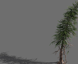 branches-different scales-large fruit-spruce 07