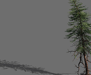 branches-different scales-large fruit-spruce 08