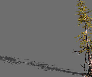 branches-different scales-large fruit-spruce 09