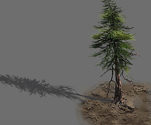 branches-different scales-large fruit-spruce 10